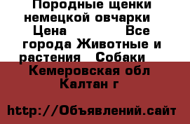Породные щенки немецкой овчарки › Цена ­ 24 000 - Все города Животные и растения » Собаки   . Кемеровская обл.,Калтан г.